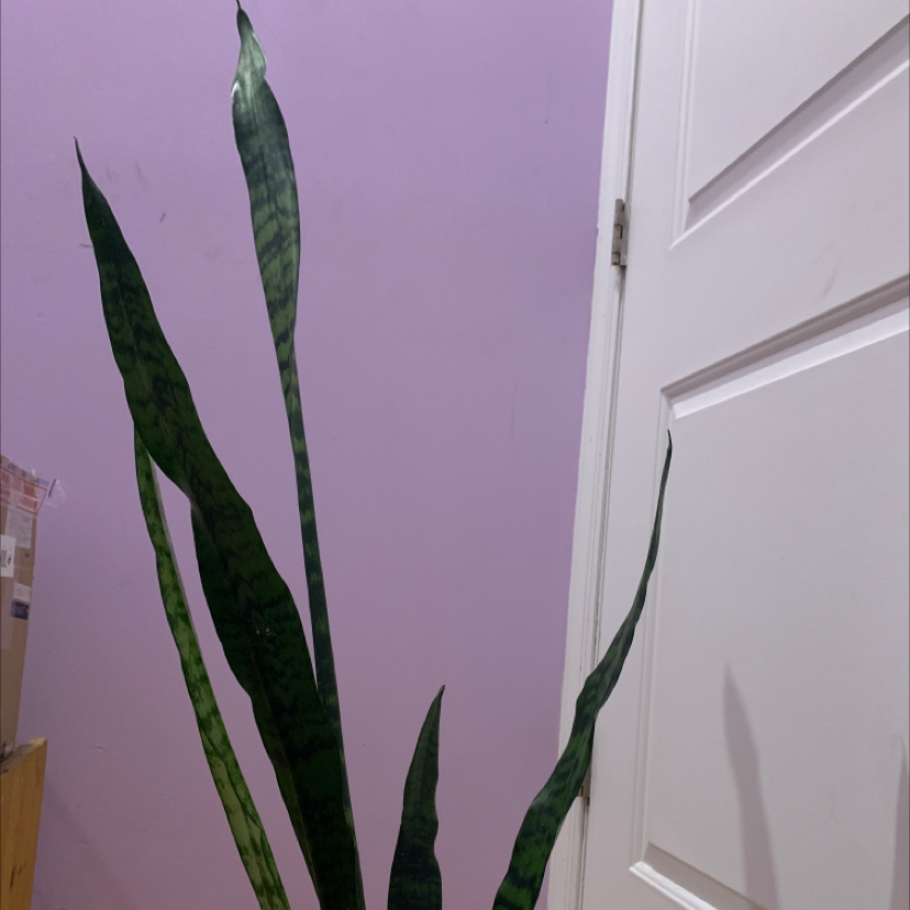 Snake Plant plant photo by @nomoredeadplant named birdie on Greg, the plant care app.