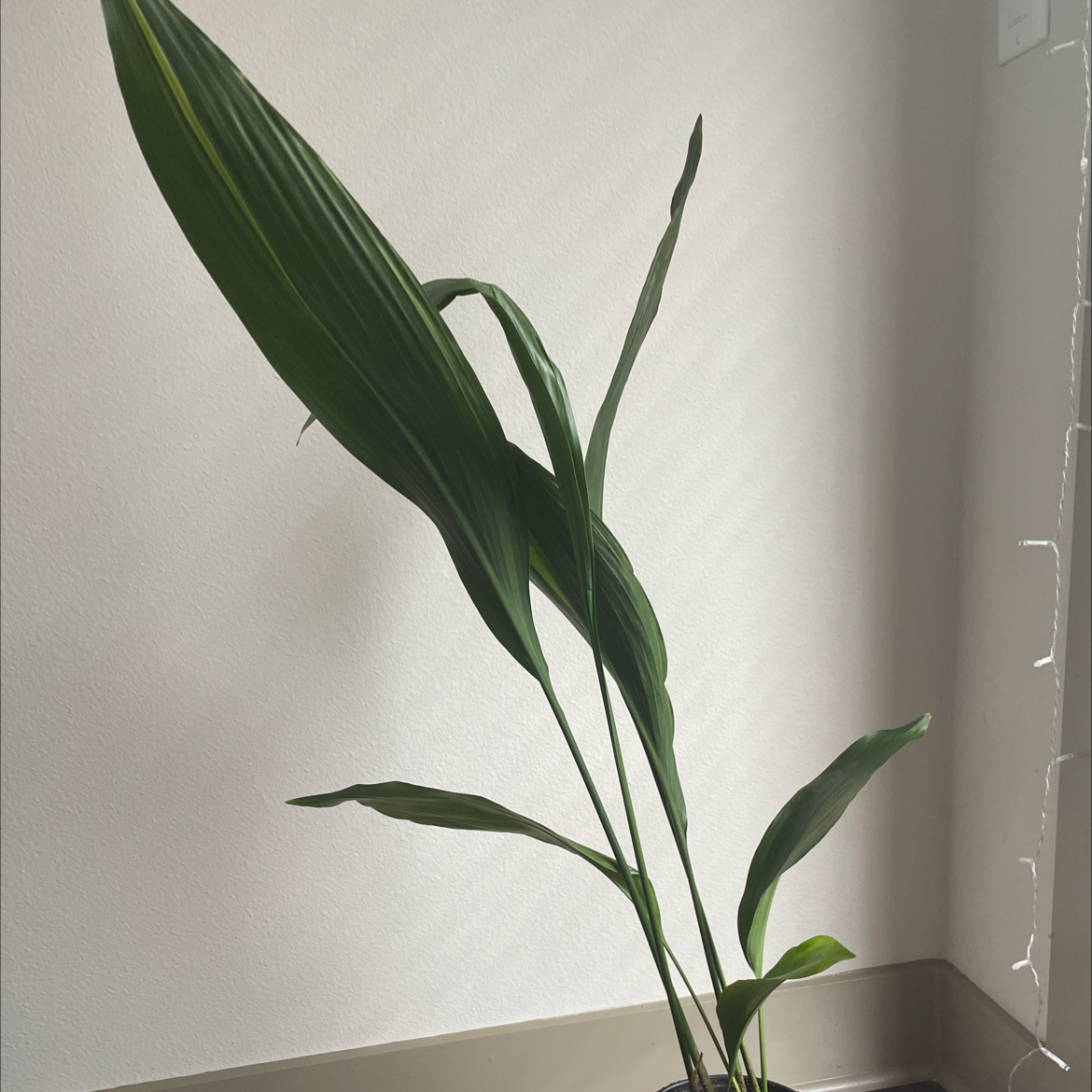 Cast Iron Plant plant photo by @Philbobaggins named Hearty MF on Greg, the plant care app.