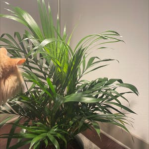Cat Palm plant photo by @Philbobaggins named Cat Snack 😫 on Greg, the plant care app.