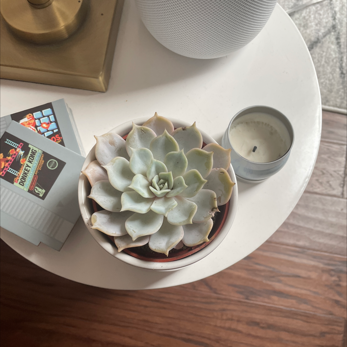 Blue Echeveria plant in a pot on a table with surrounding objects.