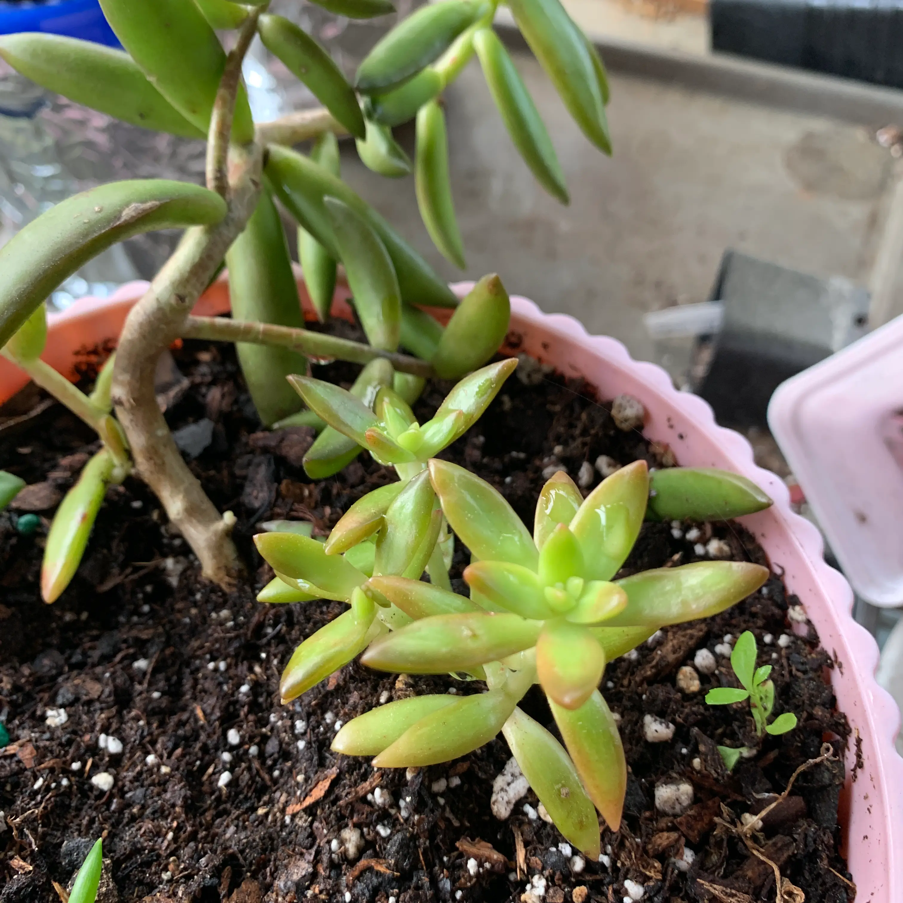 Sedum 'Firestorm' plant in a pot with visible soil, appears healthy.