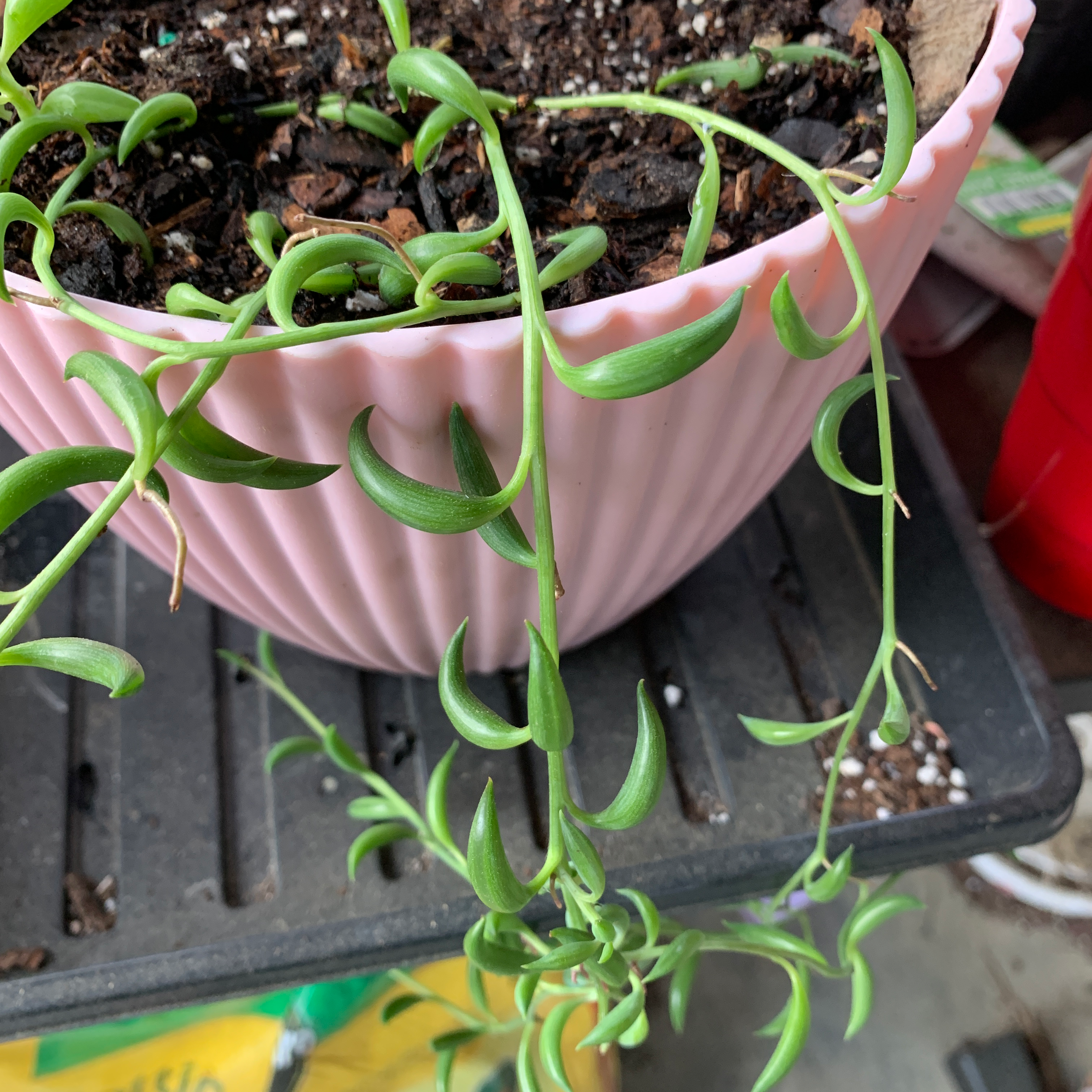 String of Bananas plant photo by @Lovinglearning named BananaMomma￼ on Greg, the plant care app.