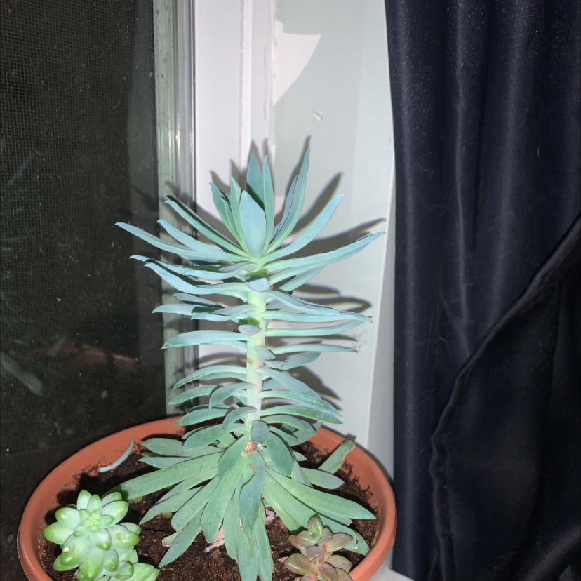 Your plant