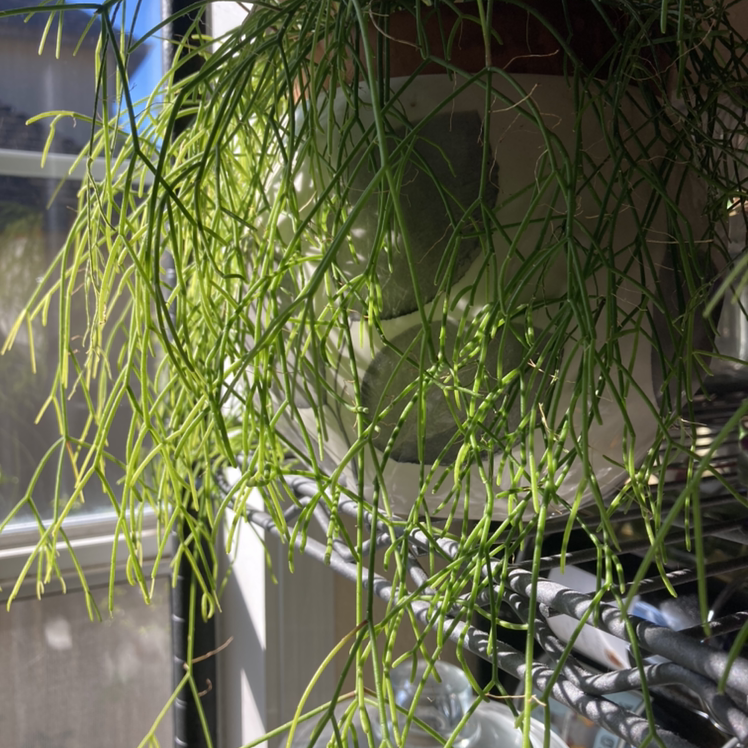 Mistletoe Cactus with long, thin, green stems hanging down from a pot on a shelf near a window.