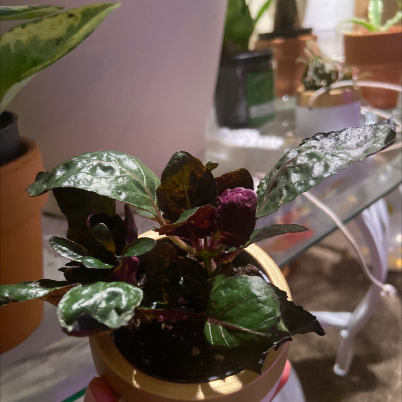 Waffle Plant in a small pot with healthy dark green and purple leaves.