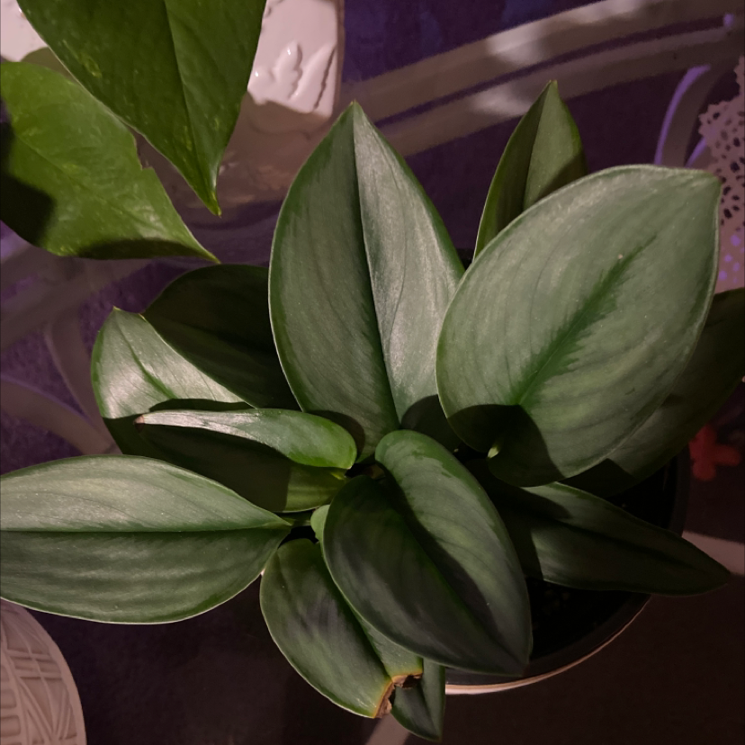 Scindapsus treubii 'Moonlight' plant with healthy green leaves.