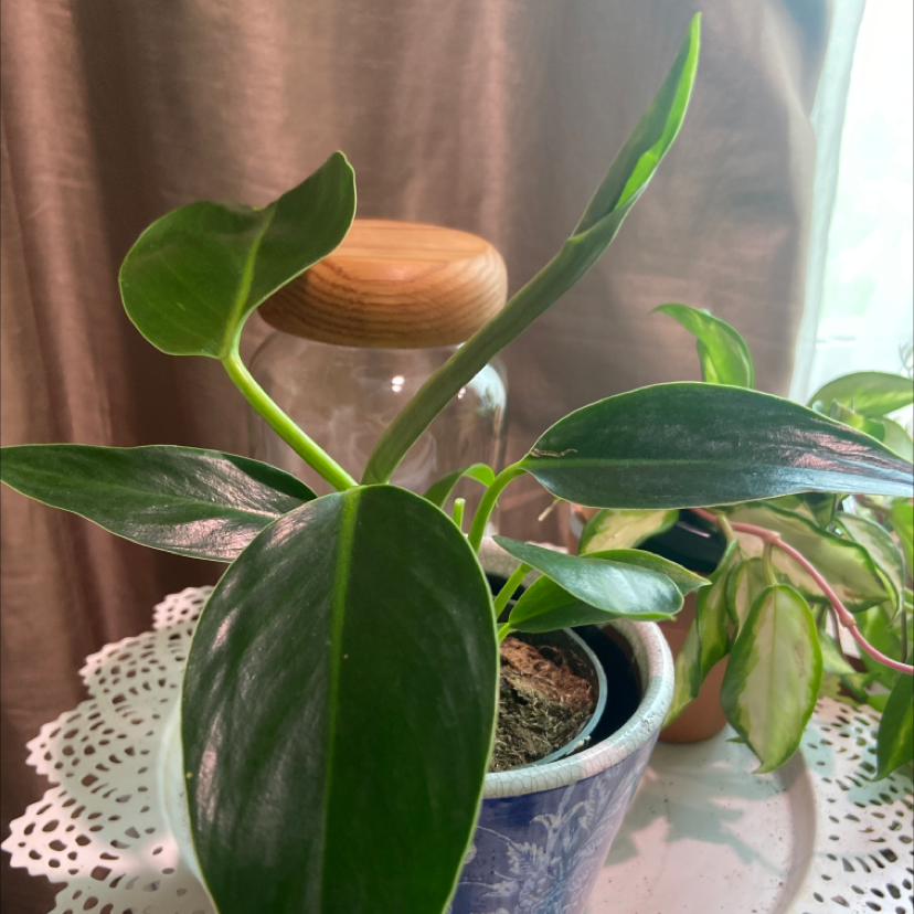 Philodendron 'Congo' plant in a pot with vibrant green leaves, well-framed and in focus.