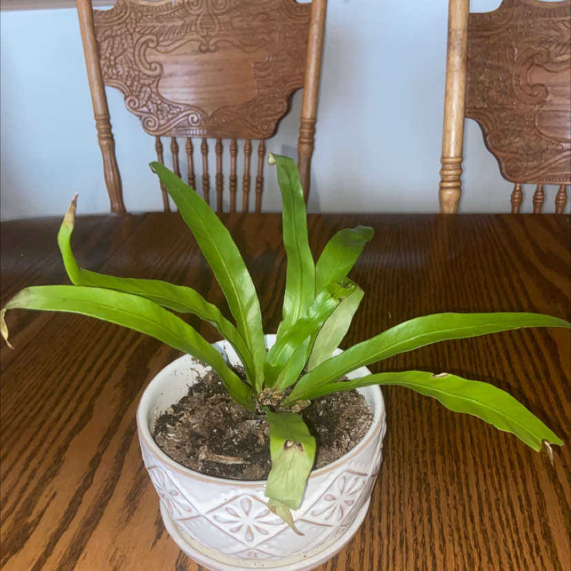Hart's Tongue Fern in a white pot on a wooden table with some browning at the tips of the fronds.