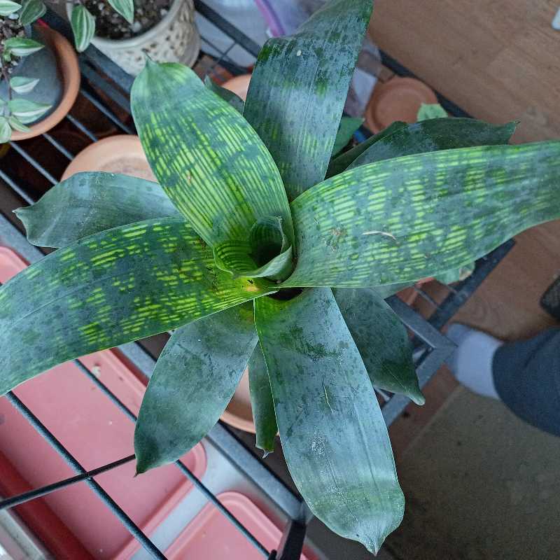 Photo of the plant species Gigantea Nova by @ProperKaramu named Bro on Greg, the plant care app