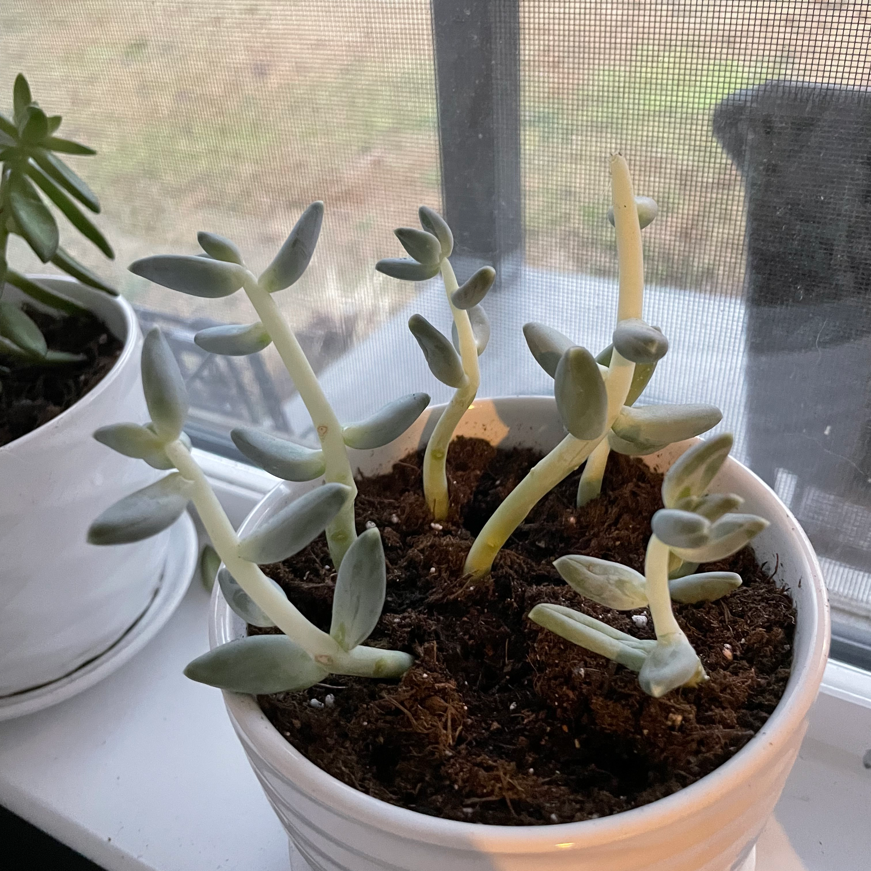 Potted Graptosedum 'Darley Sunshine' with elongated stems on a windowsill.