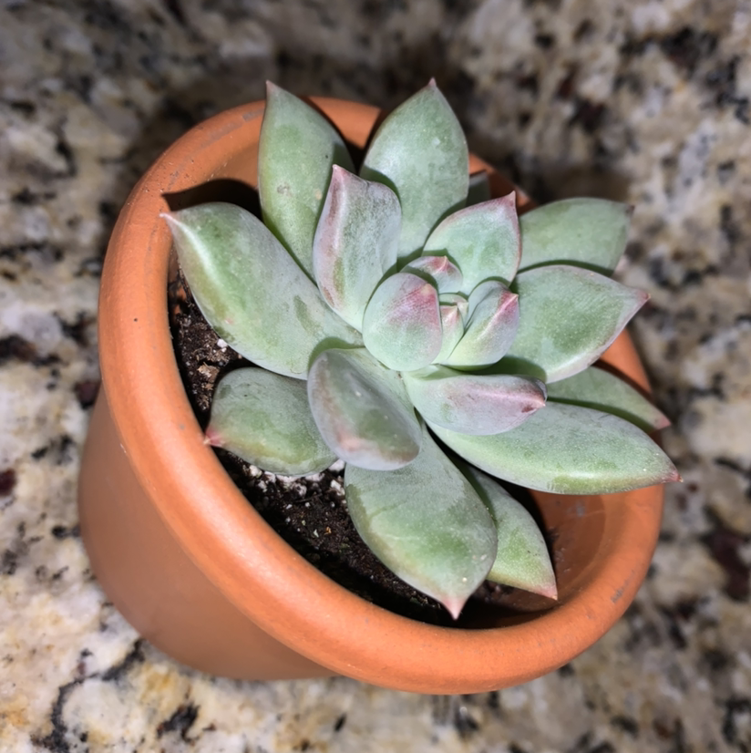 Echeveria 'Orion' succulent in a terracotta pot with healthy green leaves.