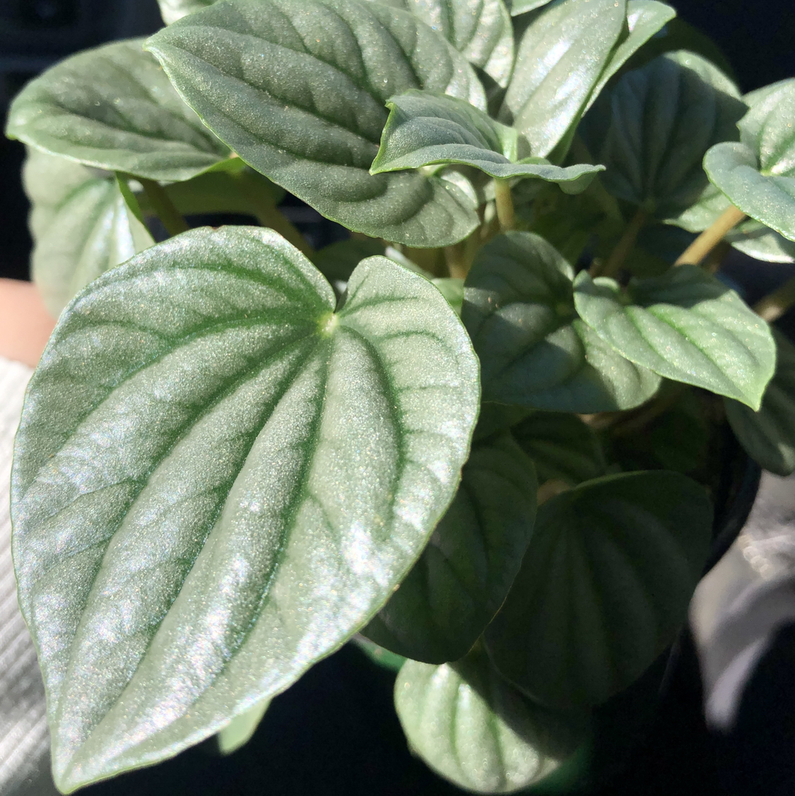 Healthy Silver Frost Peperomia plant with vibrant, green leaves and a silvery sheen.
