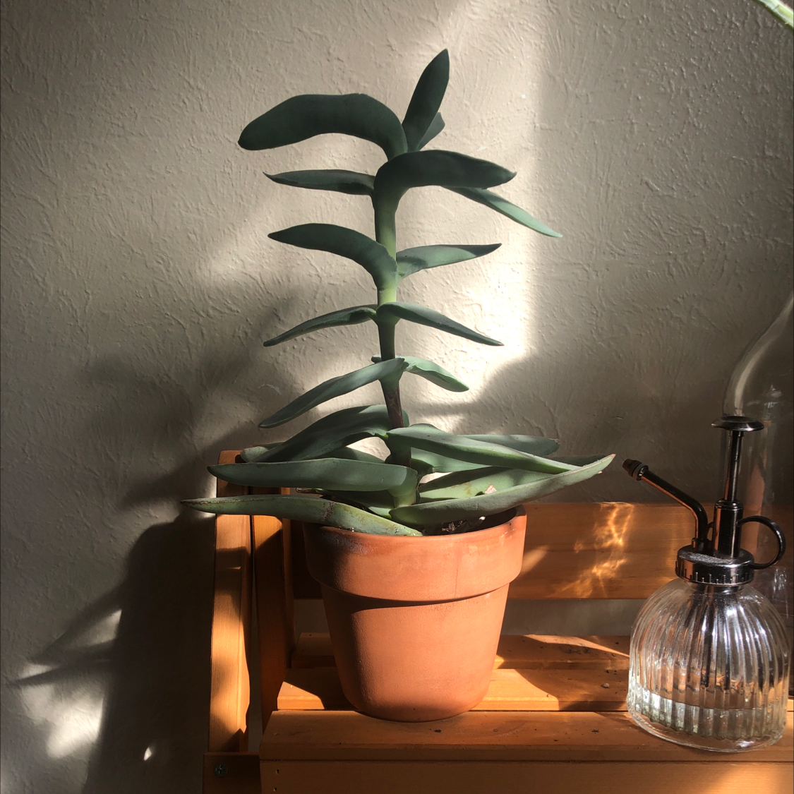 A healthy potted Crassula Perforata plant on a wooden shelf next to a glass spray bottle.