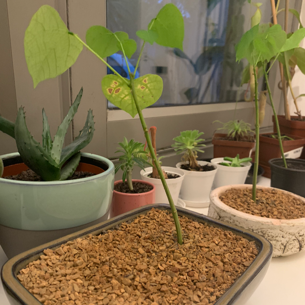 Photo of the plant species African Coral Tree by Plant parent named Curie on Greg, the plant care app