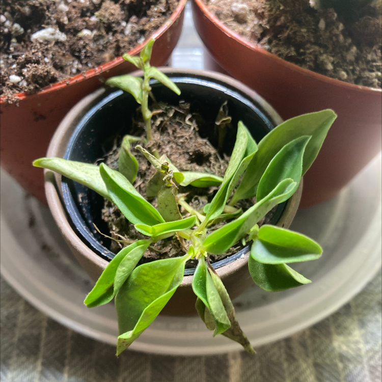 Peperomia trinervula plant in a small pot with visible soil and minor leaf browning.