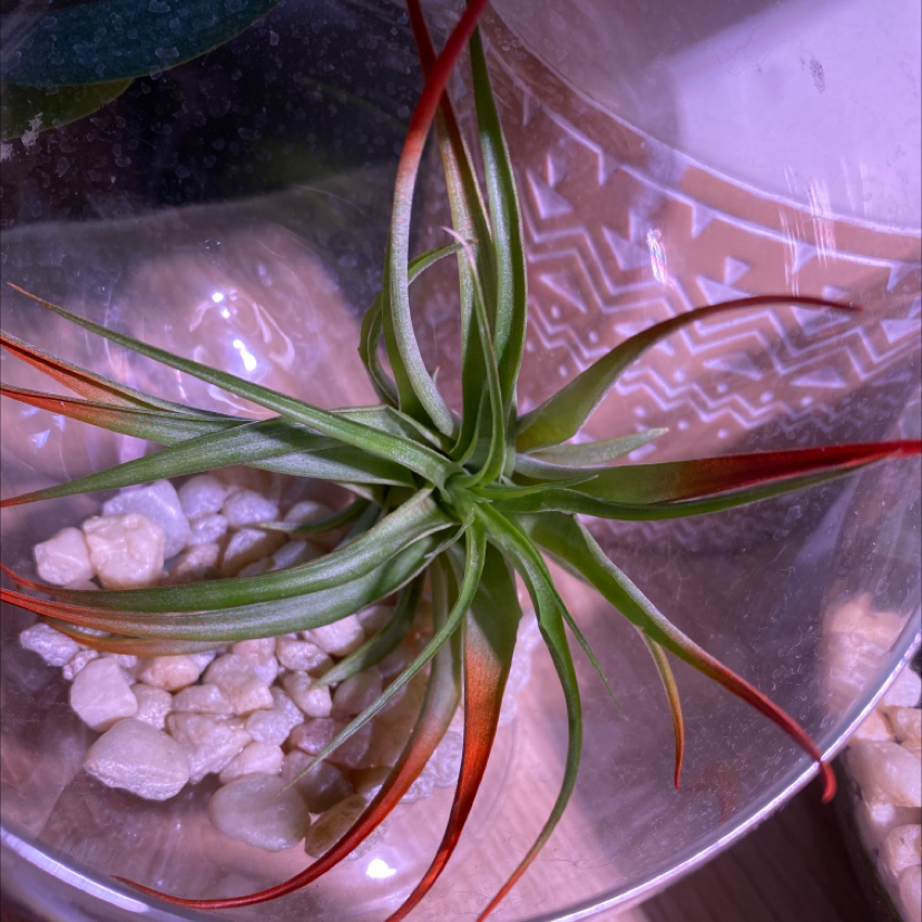 Tillandsia harrisii plant in a glass container with white pebbles, green leaves with red tips.