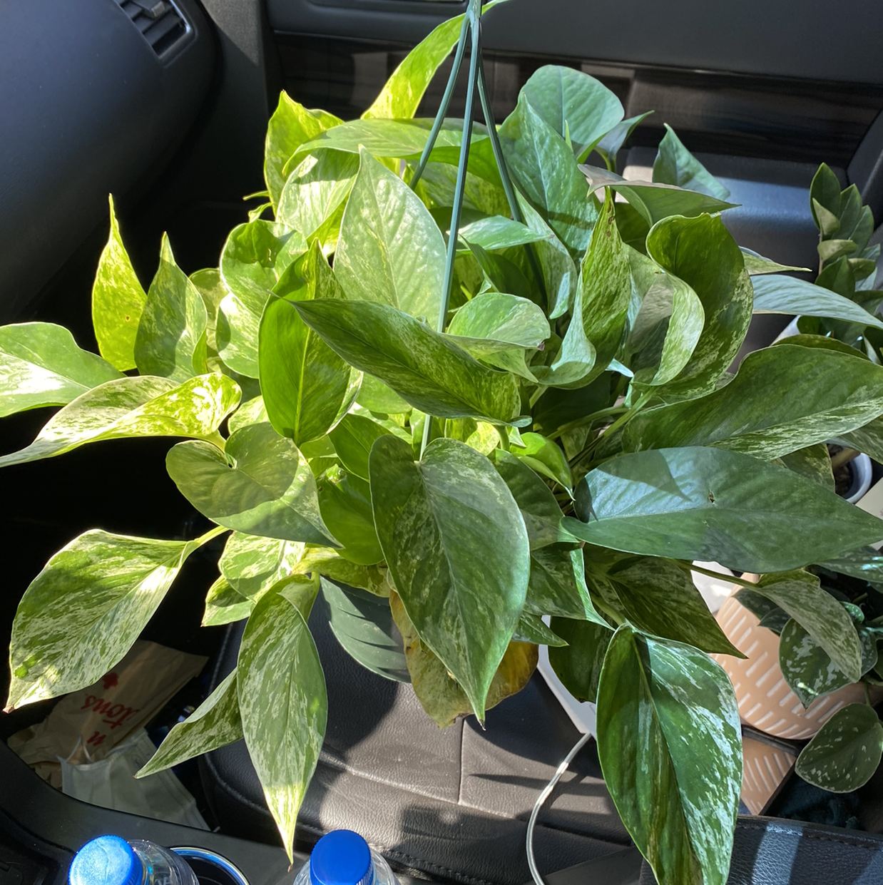 Taro Vine plant photo by @KendraPorath named Sir Plancelot on Greg, the plant care app.