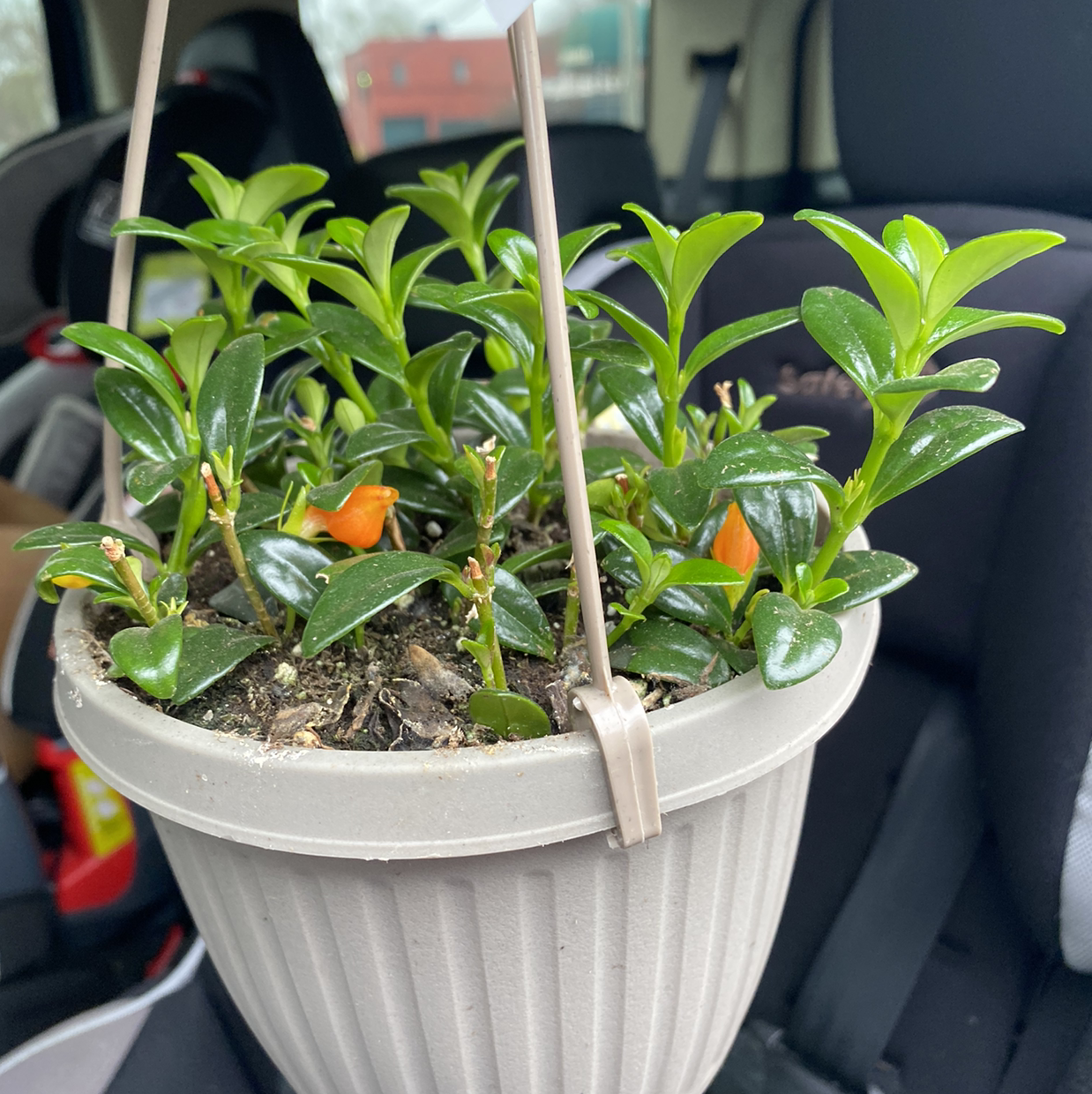Potted Goldfish Plant with green leaves and orange flowers in a hanging pot inside a vehicle.