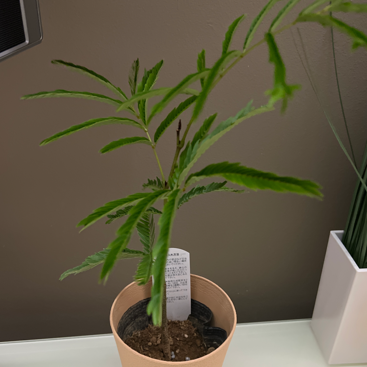 Young Everfresh Tree in a pot with visible soil, healthy green leaves, and no visible signs of disease.