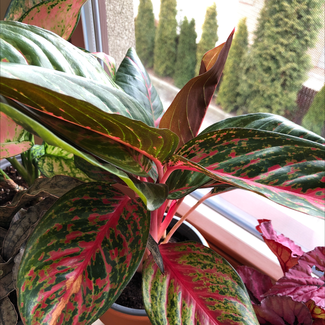 Photo of the plant species Chinese Evergreen 'Garnet Coltrane' by @DandySucc named Pinky on Greg, the plant care app