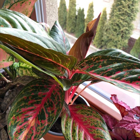 Photo of the plant species Chinese Evergreen 'Garnet Coltrane' by Dandysucc named Pinky on Greg, the plant care app