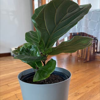 Fiddle Leaf Fig plant in Beverly, Massachusetts