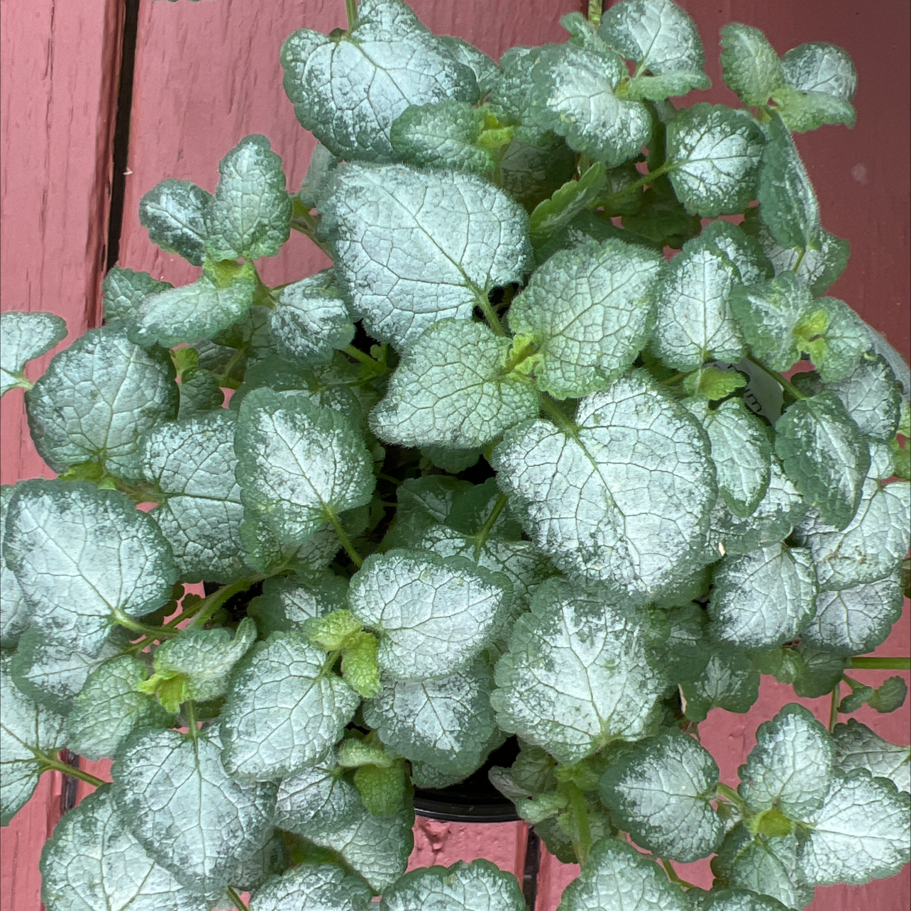 Healthy Spotted Deadnettle plant with variegated leaves.