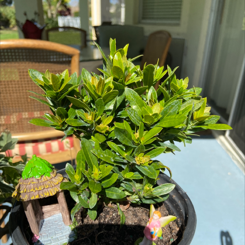 Healthy Jungle Geranium plant in a pot with vibrant green leaves.