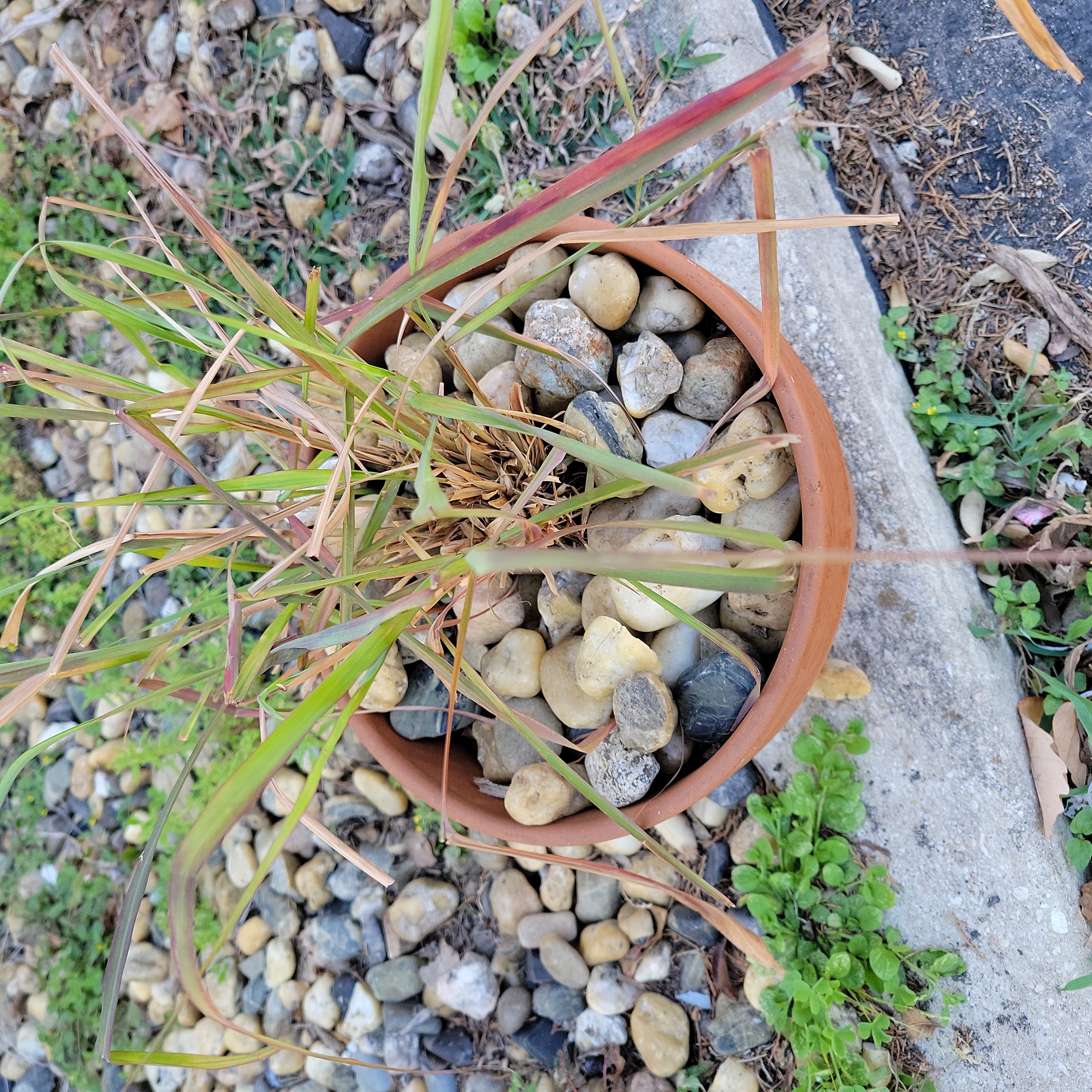 Potted Lemon Grass plant with yellowing and browning leaves, covered with rocks.