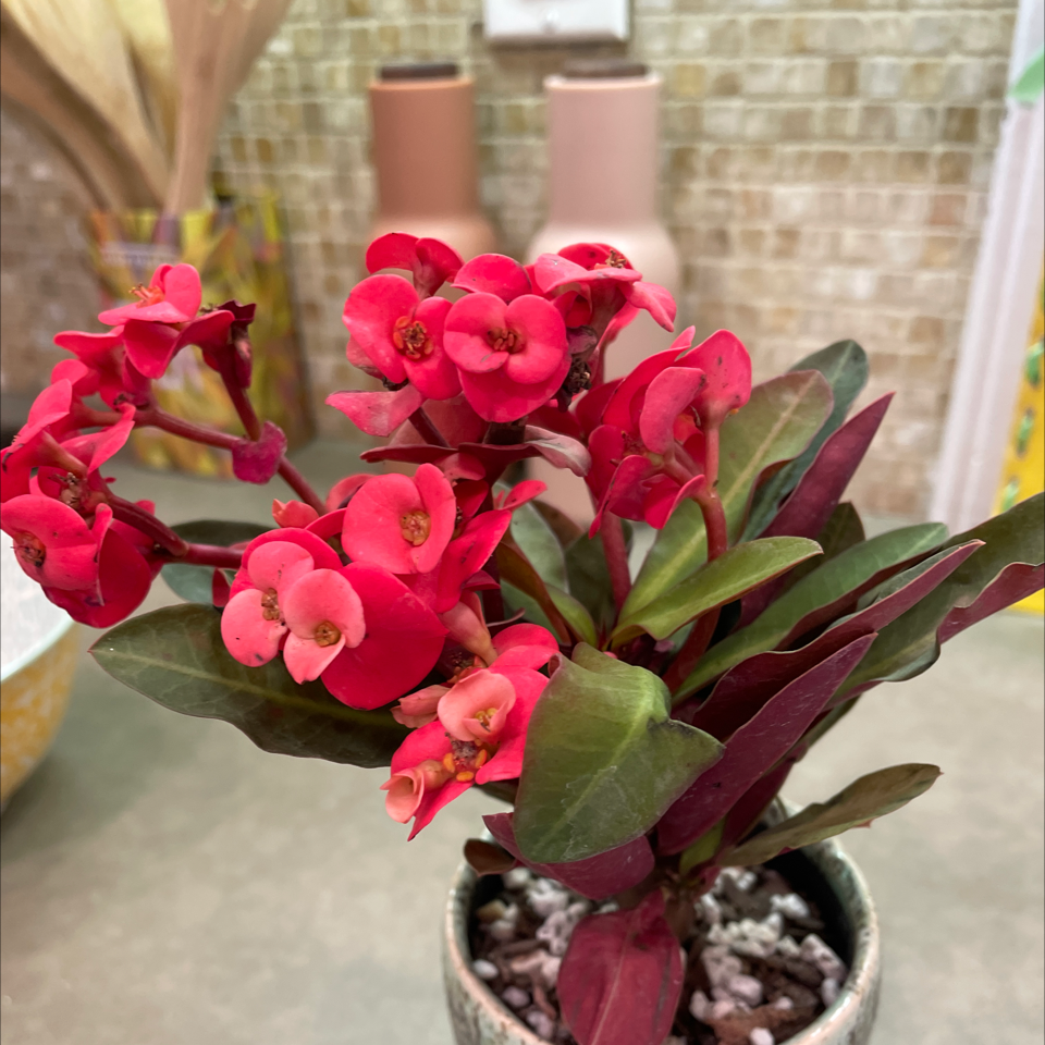 A healthy, thriving Crown of Thorns plant with bright pink trumpet-shaped flowers in full bloom, dense green foliage, and no signs of disease or damage.