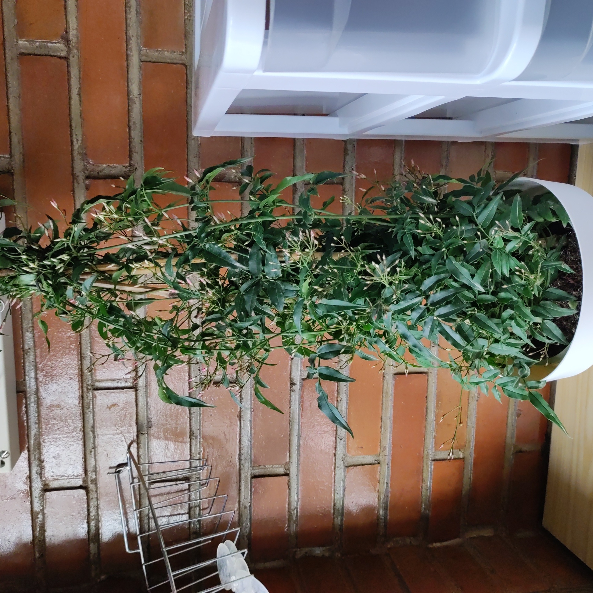 Potted Pink Jasmine plant with green leaves and small white flowers.