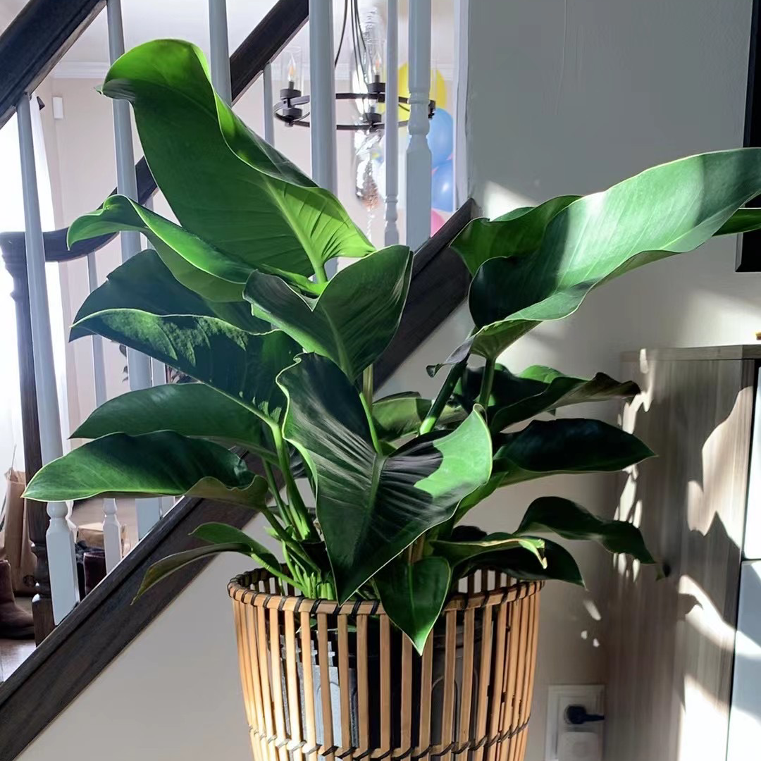 Philodendron 'Congo' plant in a decorative pot indoors, healthy with vibrant green leaves.