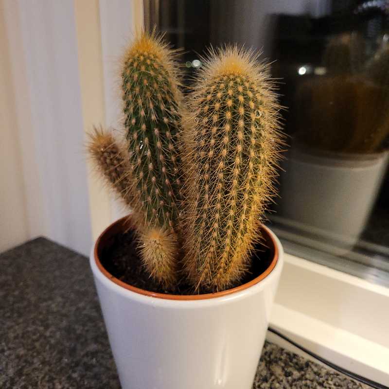 Photo of the plant species red tail cactus by @BriskGreen named Günther on Greg, the plant care app