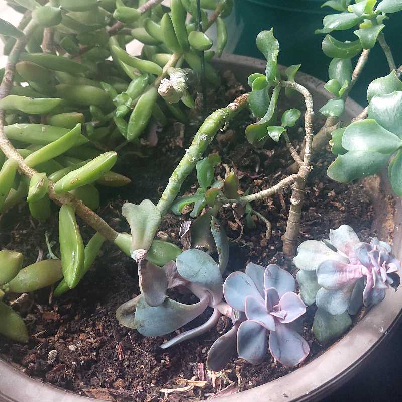 Potted succulent plant with multiple stems and leaves, some showing signs of browning.