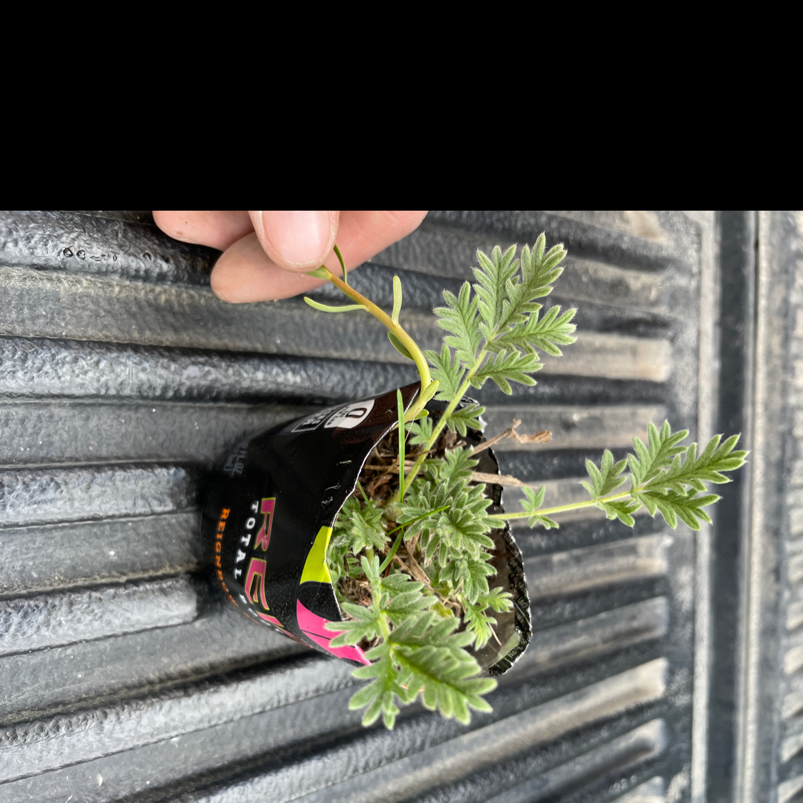 Photo of the plant species Common Stork's Bill by @Lexielukes named Your plant on Greg, the plant care app