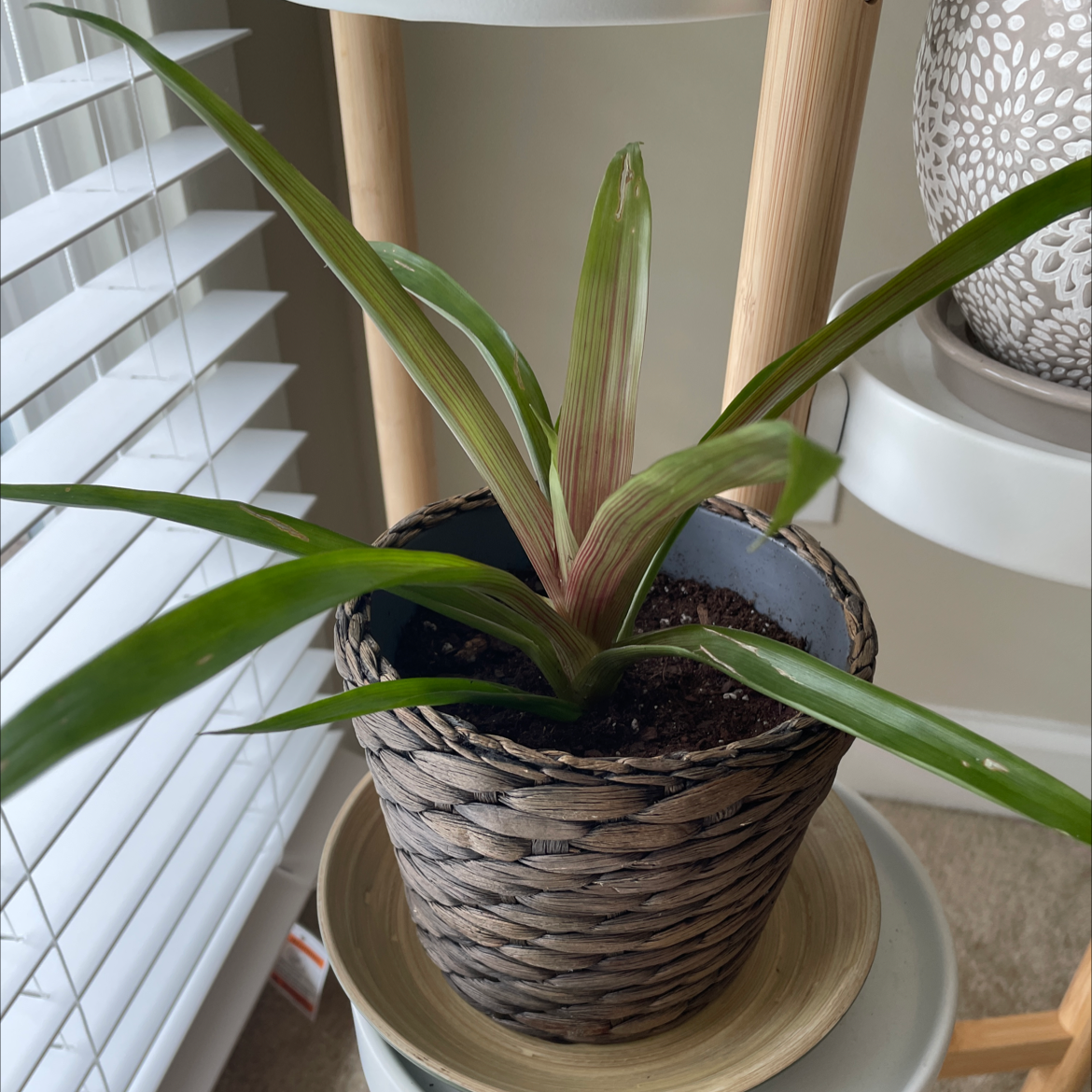 Blushing Bromeliad plant photo by @ProudChayote named Bromeliad on Greg, the plant care app.