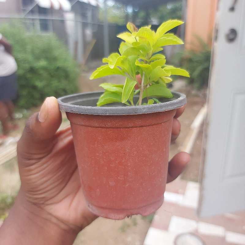 A small potted Golden Dewdrop plant being held by a hand, with green leaves and visible soil.