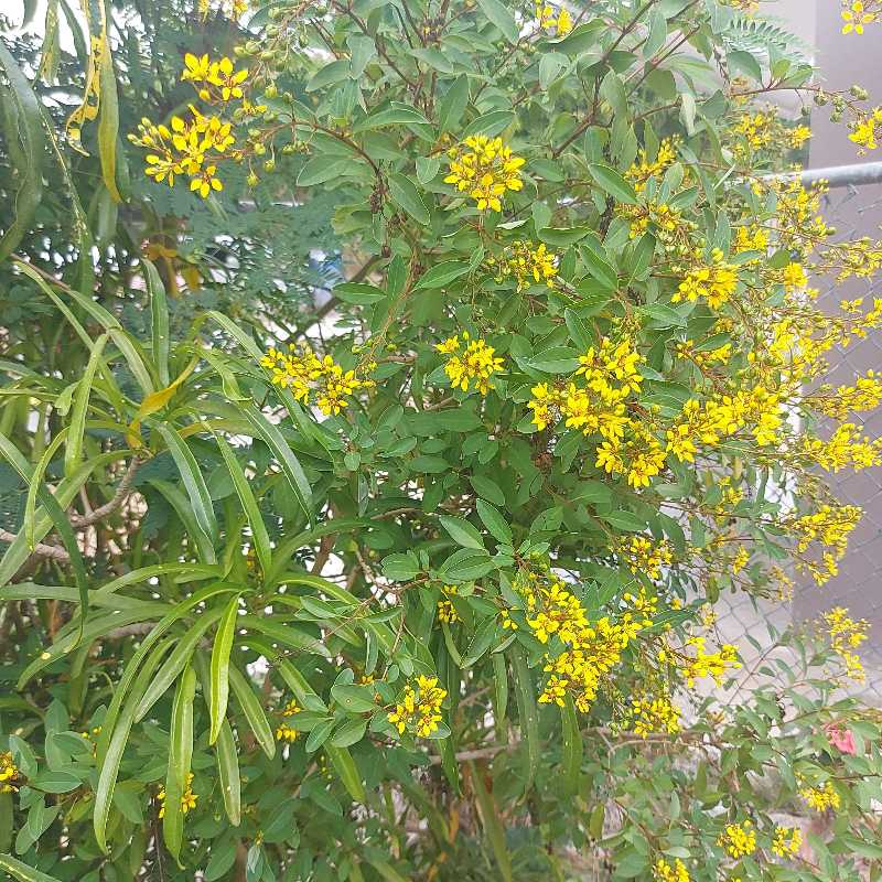 Photo of the plant species gold shower by @KeyBaybean named Yellow Baby on Greg, the plant care app