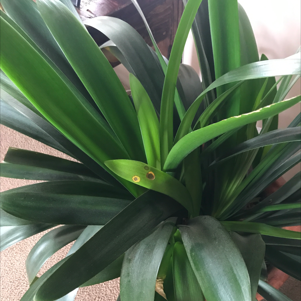 Bush Lily plant photo by @PremierPinoak named Zeus on Greg, the plant care app.