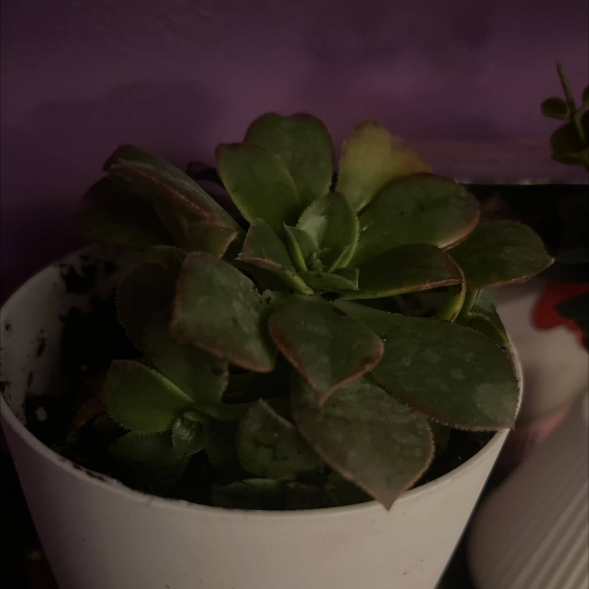 Aeonium 'Kiwi' succulent in a white pot with slight leaf discoloration.