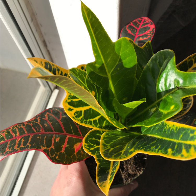 Gold Dust Croton plant with vibrant, multicolored leaves held by a hand.