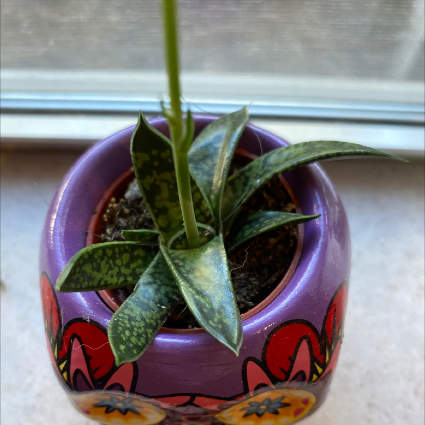 A healthy Gasteria ox-tongue succulent plant with mottled green and brown leaves being placed in a purple decorative pot in front of a sunny window.