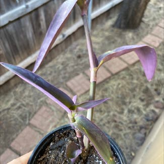 Purple Heart plant in Felton, California