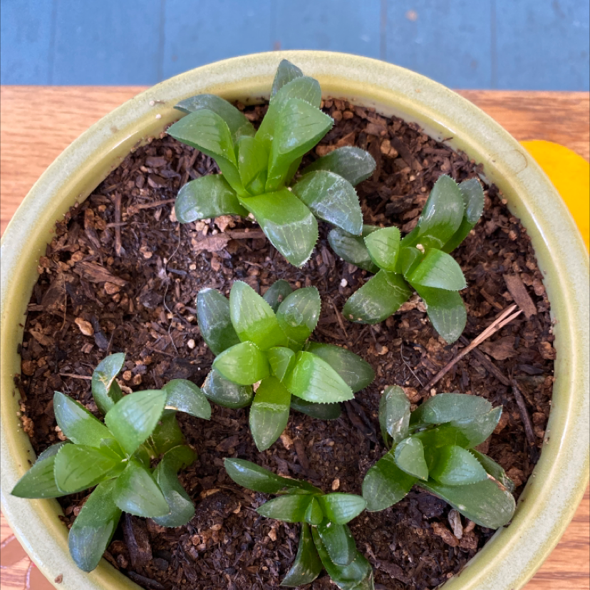 Potted Haworthia cooperi plant with multiple healthy rosettes and visible soil.