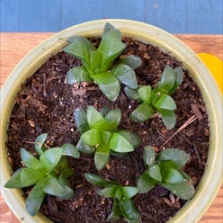 Haworthia Cooperi plant