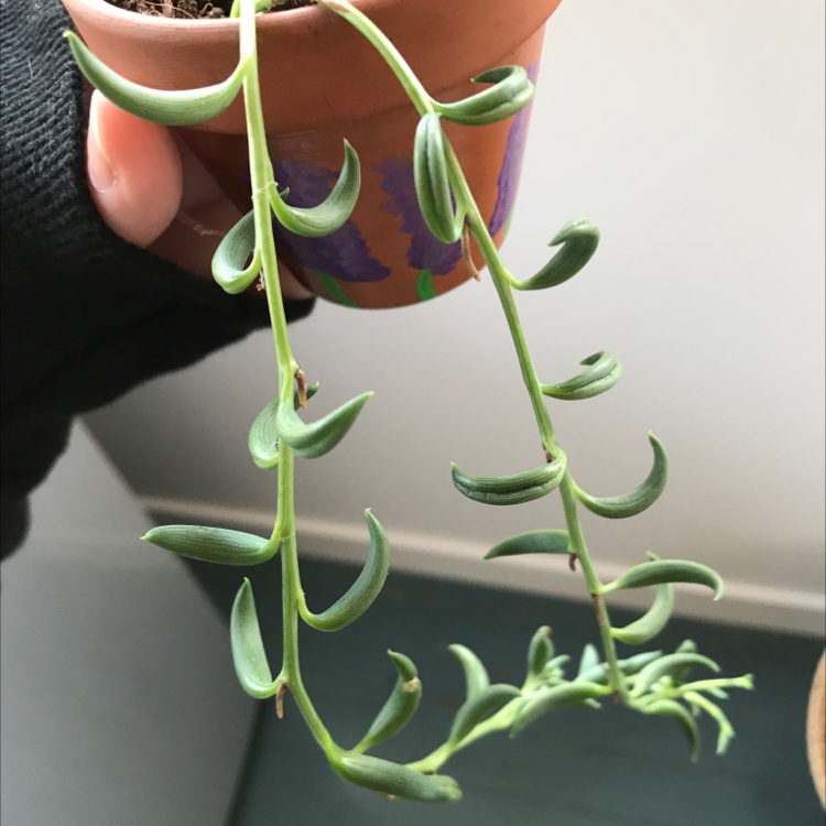 Photo of the plant species String of Bananas by @emhack named Georgie￼ on Greg, the plant care app