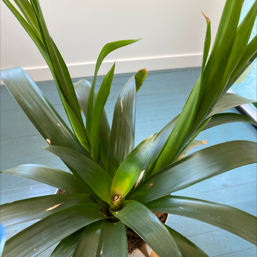 Healthy Droophead Tufted Airplant with vibrant curled green leaves growing in a rosette pattern, photographed in bright light.