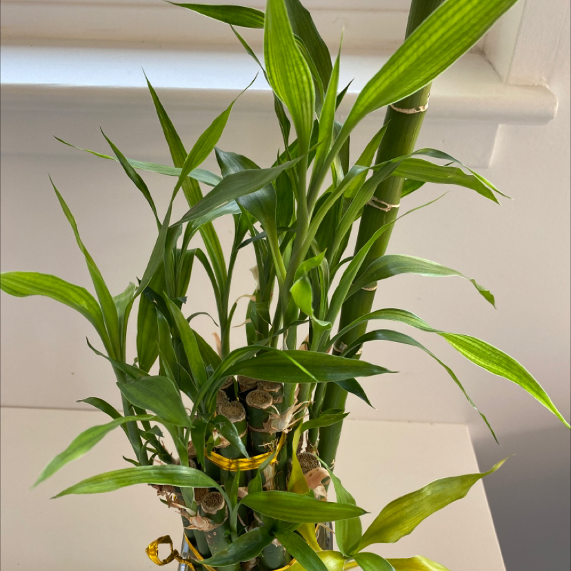 Healthy Lucky Bamboo plant with curled green stalks growing in a clear vase with pebbles on a white windowsill.
