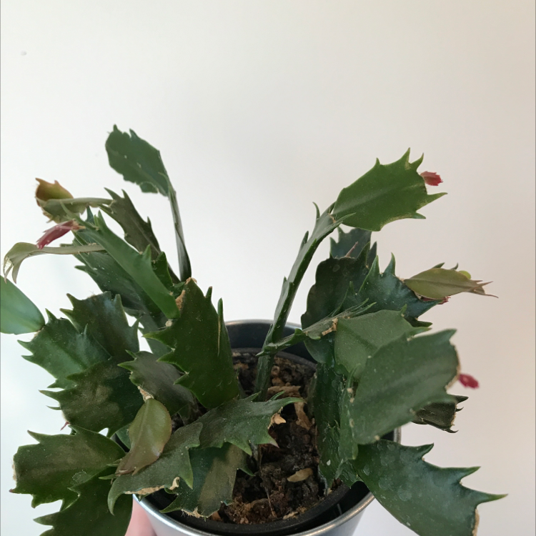 Potted false Christmas Cactus with green segmented leaves, some browning and yellowing at tips.