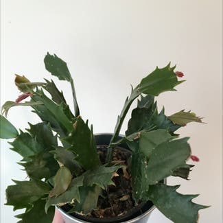 False Christmas Cactus plant in Felton, California